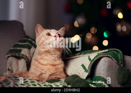 Cute funny cat at home on Christmas eve Stock Photo