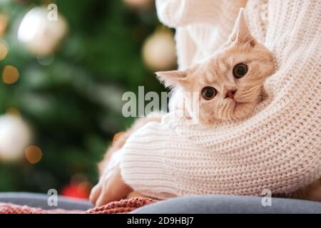 Cute funny cat with owner at home on Christmas eve Stock Photo