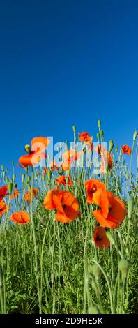 red poppies in the agricultural field Stock Photo