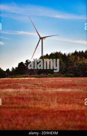 Large wind turbines loom above the autumn-red blueberry fields and landscape of Prince Edward Island, Canada. Stock Photo