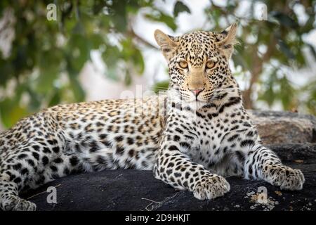 Leopard lying on a large tree branch with its prey in Botswana Stock ...