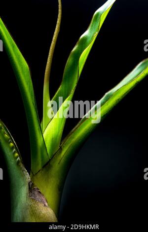 Leaves of banana shoots on black background Stock Photo