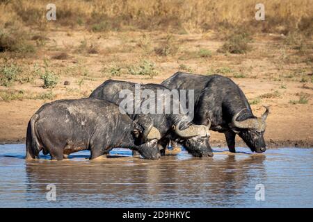 Three african buffalo standing in line in water drinking in morning sunlight in Kruger Park in South Africa Stock Photo