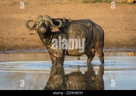 Male african buffalo standing in water with ox peckers on its back in golden afternoon light in Kruger Park in South Africa Stock Photo