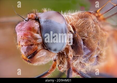 Cardinal Meadowhawk Dragonfly Close-Up, Sympetrum illotum Stock Photo