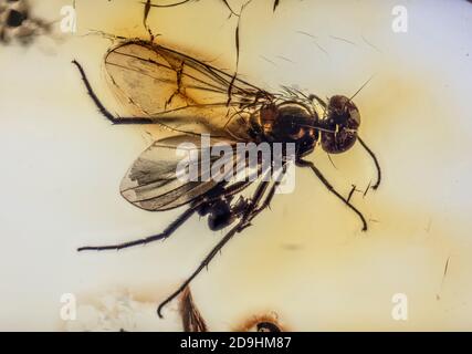 Preserved for the Ages, Long-Legged Fly, Dolichopodidae, Trapped in Baltic Amber, 40 to 54 million years old Stock Photo