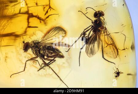 Preserved for the Ages, Long-Legged Flies, Dolichopodidae, Trapped in Baltic Amber, 40 to 54 million years old Stock Photo