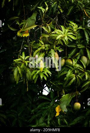 Wild Parrots Stock Photo