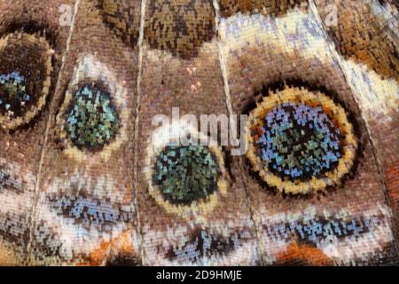 Painted Lady Butterfly Wing Scales Detail, Vanessa cardui, 3x