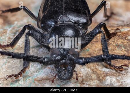 Palo Verde Root Borer, also Palo Verde Beetle, Derobrachus geminatus & Derobrachus hovorei Stock Photo