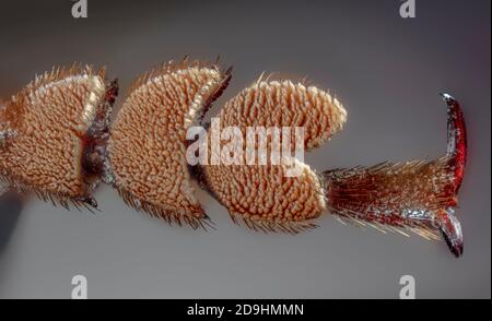 ECU of Foot of the Palo Verde Root Borer, also Palo Verde Beetle, Derobrachus geminatus & Derobrachus hovorei Stock Photo