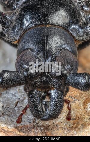 Palo Verde Root Borer, also Palo Verde Beetle, Derobrachus geminatus & Derobrachus hovorei Stock Photo