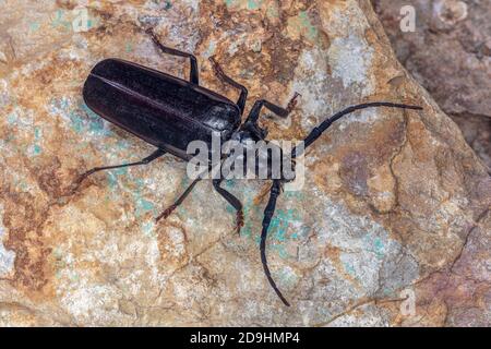 Palo Verde Root Borer, also Palo Verde Beetle, Derobrachus geminatus & Derobrachus hovorei Stock Photo