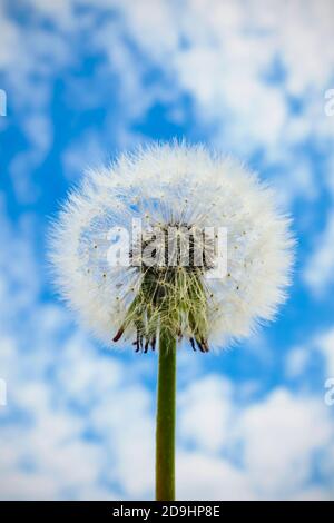 White dandelion seed head on cloudy sky background, selective focus. Stock Photo