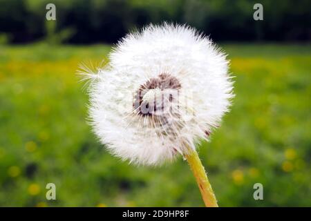 white dandelion seed head on green background, selective focus. Stock Photo