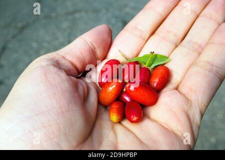 Cornelian cherry, cornus mas or dogwood berries in hand, selective focus Stock Photo