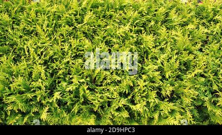 thuja green branches, top view, banner background Stock Photo