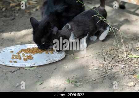 black cat feeder