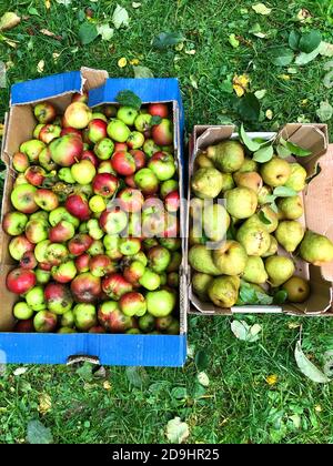 Top view of fresh apples and pears on the green grass in the garden Stock Photo