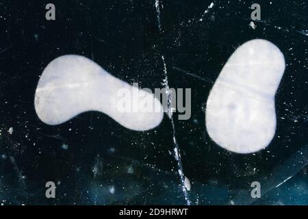 Cracks and snow in the form of fantastic footprints on the ice of Lake Baikal in winter. Top view. Winter texture. Natural background. Copy space. Stock Photo