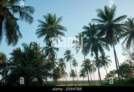 coconut tree farm in India Stock Photo