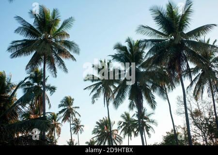 coconut tree farm in India Stock Photo