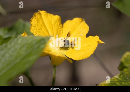 Bee collecting honey from the winter melon squash flower Stock Photo