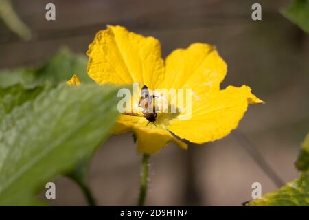 Bee collecting honey from the winter melon squash or wax gourd flower Stock Photo