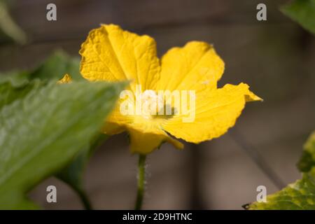 Winter melon squash flower close up shot Stock Photo