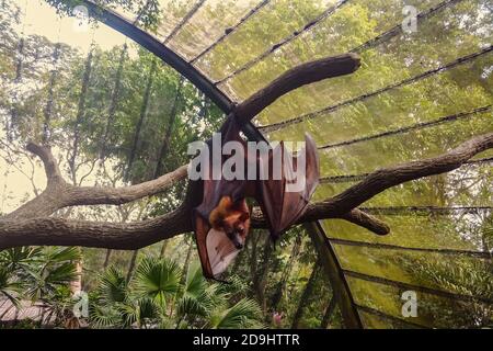 Amazing fluffy pteropus with brown fur and large wings stretches hanging on branch of green tree in summer. Exotic angry bat looking at the camera and Stock Photo