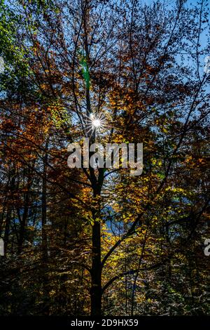 Die Sonne scheint durch die Blätter des Herbstwaldes. Colored Trees in autumn and the sunlight let they glow! wunderbarer Herbstwald! Spotlight Stock Photo