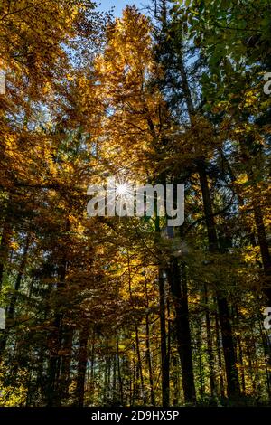 Die Sonne scheint durch die Blätter des Herbstwaldes. Colored Trees in autumn and the sunlight let they glow! wunderbarer Herbstwald! Spotlight Stock Photo