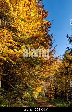 Die Sonne scheint durch die Blätter des Herbstwaldes. Colored Trees in autumn and the sunlight let they glow! wunderbarer Herbstwald! Spotlight Stock Photo