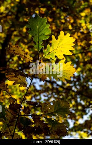 Die Sonne scheint durch die Blätter des Herbstwaldes. Colored Trees in autumn and the sunlight let they glow! wunderbarer Herbstwald! Spotlight Stock Photo