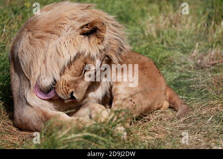 Young male lion (Panthera leo) in the Drakenstein Lion Park, Klapmuts, Cape Winelands, South Africa. Stock Photo