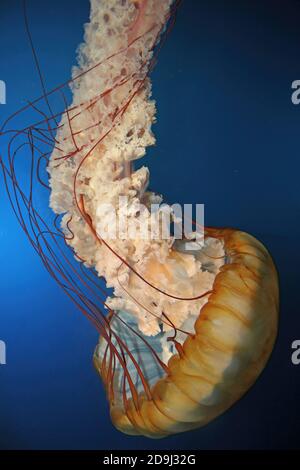 Pacific Sea Nettle Chrysaora fuscescens