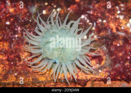 Beadlet anemone Actinia equina Actiniidae close up showing the row of ...