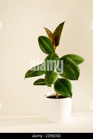 Home plant in white flowerpot, young plant of ficus elastica plant on a light background. Close up. Vertical crop. Copy space. Stock Photo