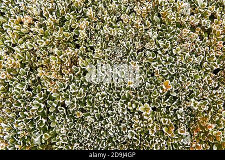 Green foliage under the first winter rime. Nature and seasonal background patterns Stock Photo