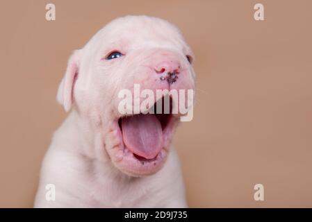 Small American Bulldog puppy dog yawning on brown Stock Photo