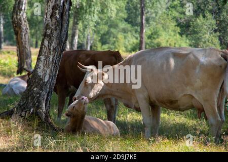 The cow takes care of the little calf, the calf pulls its head towards the mother cow. The idea of caring for children in animals. Selective focus Stock Photo