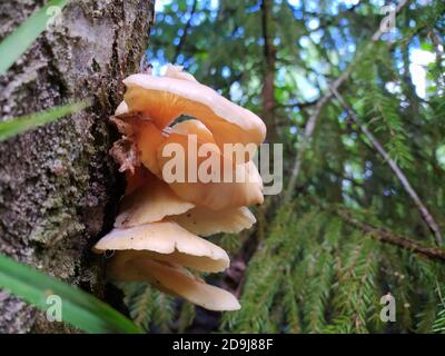 Light pink mushrooms grow on the trunk of a tree in summer against the background of green coniferous wood. Stock Photo