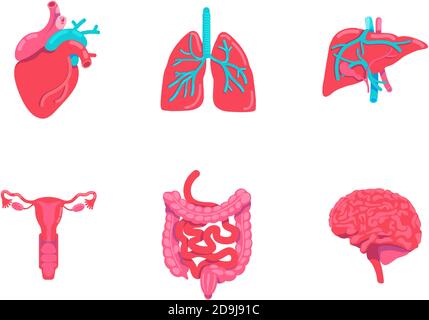 Human body anatomy parts flat color vector objects set Stock Vector
