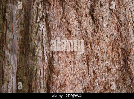 Beautiful background close up of wooden tree trunk showing texture Stock Photo