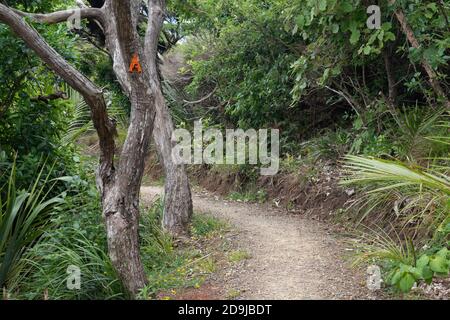 AUCKLAND, NEW ZEALAND - Jan 02, 2020: View of Hillary Trail in Waitakere Ranges regional park Stock Photo