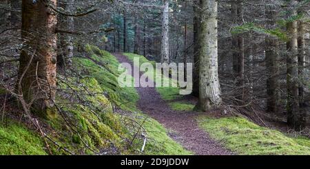 Path through trees in forestry plantation, Glenlivet Estate, near Tomintoul, Moray, Scotland. Panoramic. Stock Photo