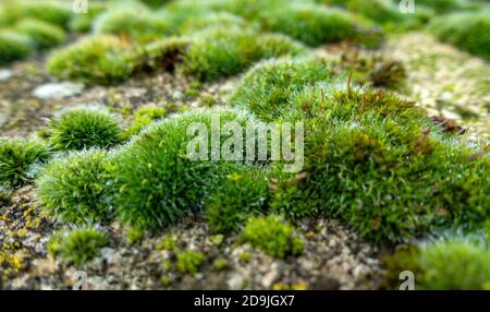 Close-up of very old garden Moss growing in an English garden Stock Photo