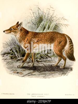 Ethiopian wolves. (Canis simensis Stock Photo - Alamy