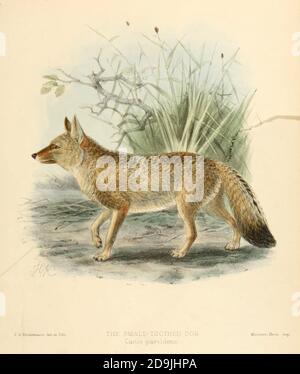 Hoary fox (Lycalopex vetulus) in dense bushes, Pantanal, Mato Grosso do ...