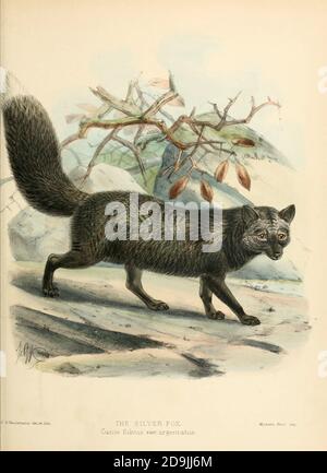 The silver fox is a melanistic form of the red fox (Vulpes vulpes [Here as Canis fulvus]). Silver foxes display a great deal of pelt variation. Some are completely glossy black except for a white colouration on the tip of the tail, giving them a somewhat silvery appearance. Some silver foxes are bluish-grey, and some may have a cinereous colour on the sides. From the Book Dogs, Jackals, Wolves and Foxes A Monograph of The Canidae [from Latin, canis, 'dog') is a biological family of dog-like carnivorans. A member of this family is called a canid] By George Mivart, F.R.S. with woodcuts and 45 co Stock Photo